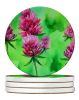 Vermont Red Clover in Watercolor Large Sandstone Coasters Pack of 4 Absorbent Round Coasters Decor Gifts for Men or Women, 4 in, Multicolor